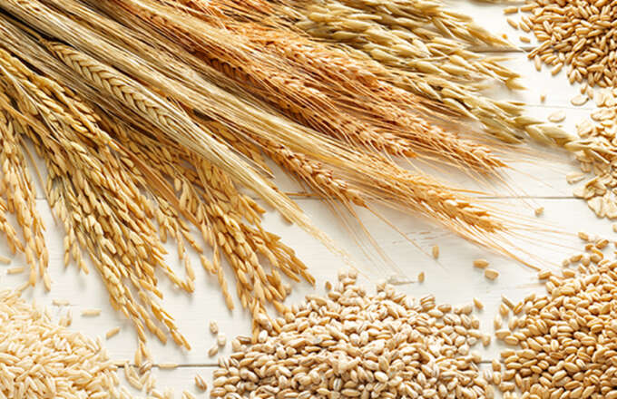 tezel-dis-ticaret-Yagli-Tohumlar