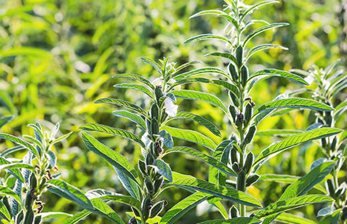 tezel-dis-ticaret-tahil