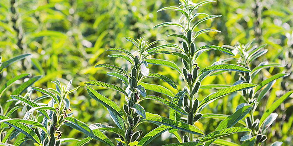 tezel-dis-ticaret-tahil