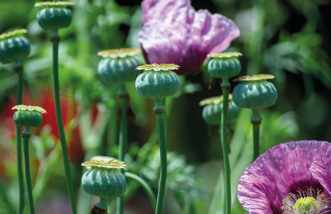 yagli-tohumlar-ve-zirai-urunler