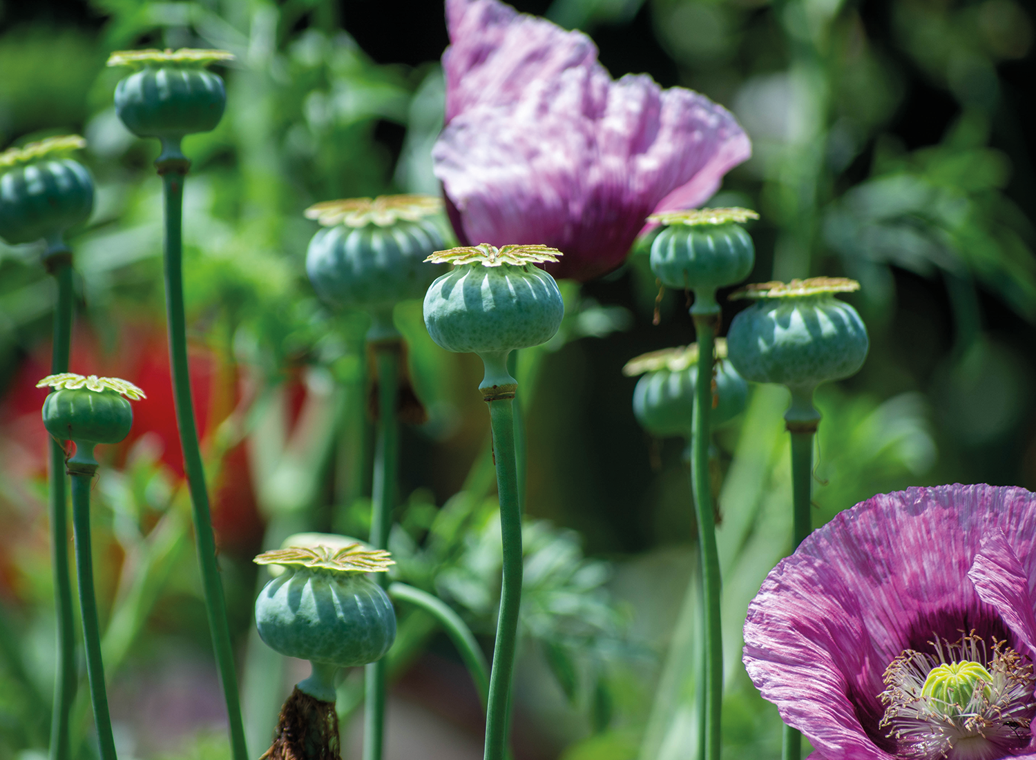 yagli-tohumlar-ve-zirai-urunler